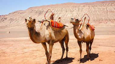 Camels in the Flaming Mountain, Turpan