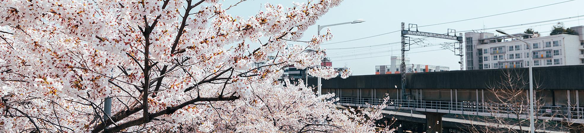 Cherry Blossoms in Seoul