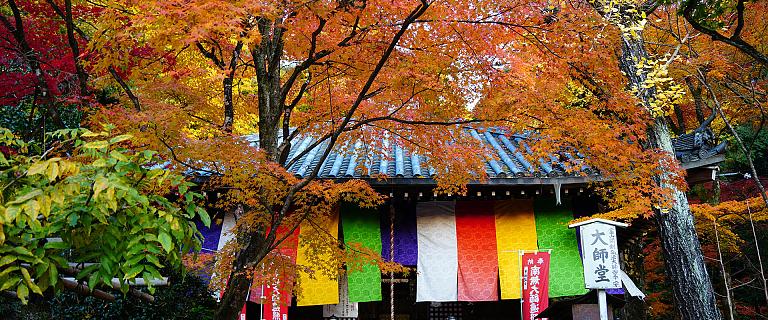 Fall Foliage
