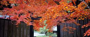 How to Plan A Trip to South Korea & Japan: Tour Idea for 12 Days