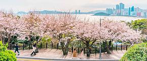 South Korea Cherry Blossoms