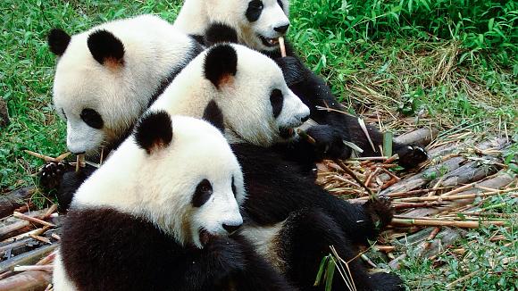 The Best Places to See Pandas in China