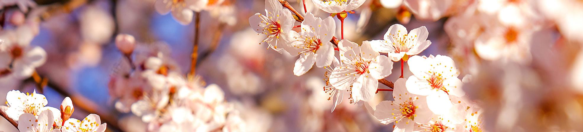 Cherry Blossom in Northern Japan