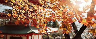 Japan Fall Foliage