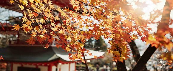 Japan Fall Foliage Tours 2026: Forecast Map & Itinerary Ideas