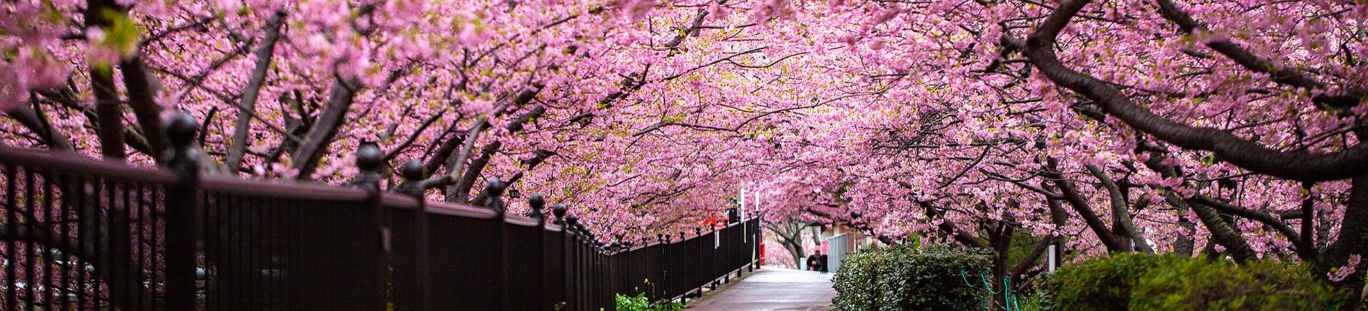 Japón en marzo