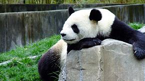 Panda in a breeding center in Chengdu