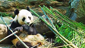A cute panda having its meal