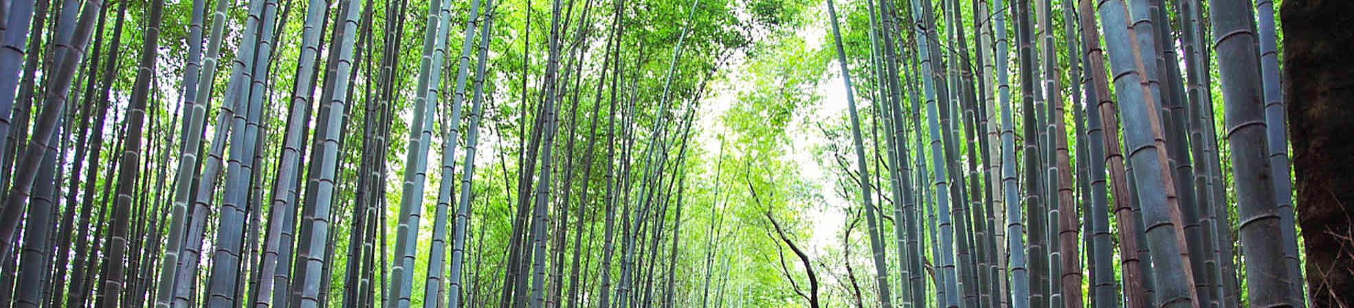 Arashiyama Bamboo Forest, Kyoto