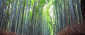Arashiyama Bamboo Forest, Kyoto