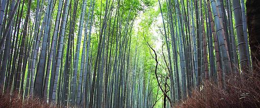 Arashiyama Bamboo Forest, Kyoto