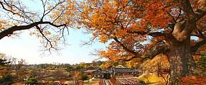 Fall Foliage in South Korea