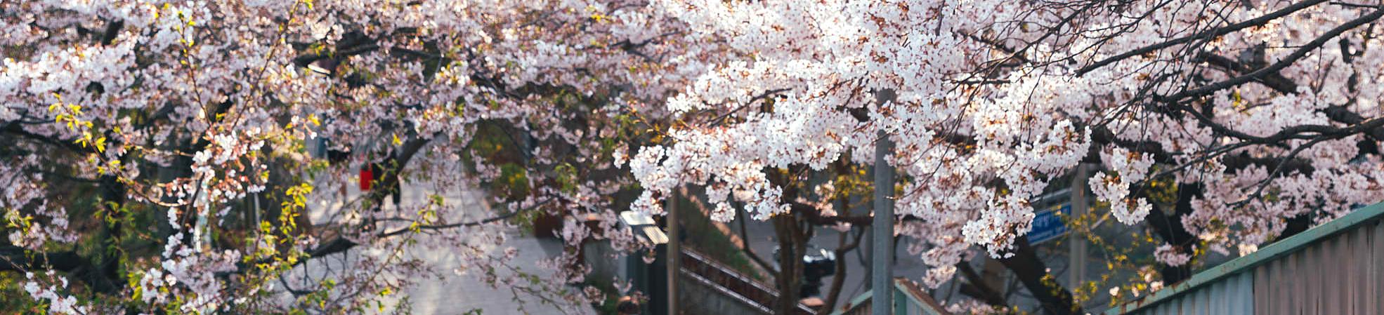 South Korea Spring Cherry Blossoms