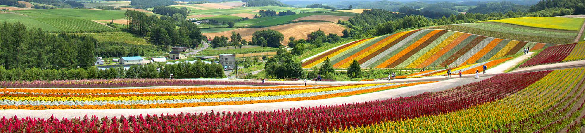 Biei Flower Fields in Summer, Hokkaido