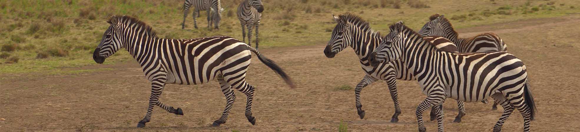 Zebras in the Serengeti National Park