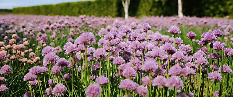 Summer Blossoms in Furano, Hokkaido