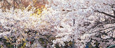South Korea Spring Cherry Blossoms