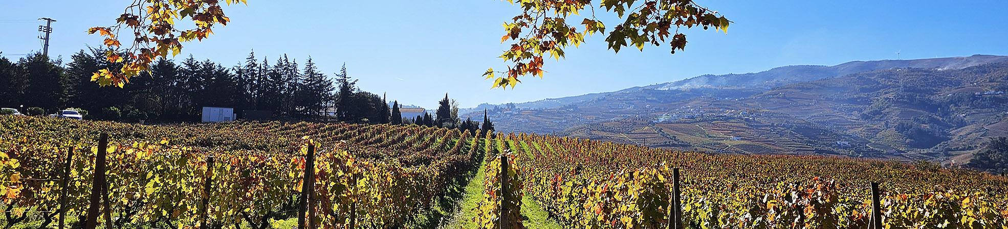 Duoro Valley in October