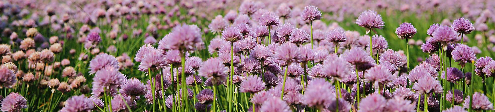 Summer Blossoms in Furano, Hokkaido