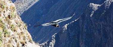 Andean Condor in Colca Canyon