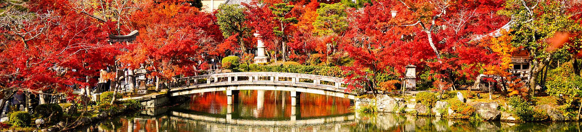Japan Autumn Leaves