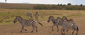 Zebras in the Serengeti National Park