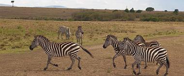 Zebras in the Serengeti National Park