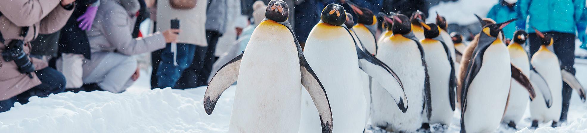 Asahikawa Zoo Penguin March