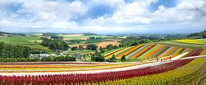 Biei Flower Fields in Summer, Hokkaido