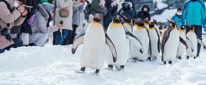 Asahikawa Zoo Penguin March