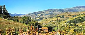 Vineyard in Douro Valley