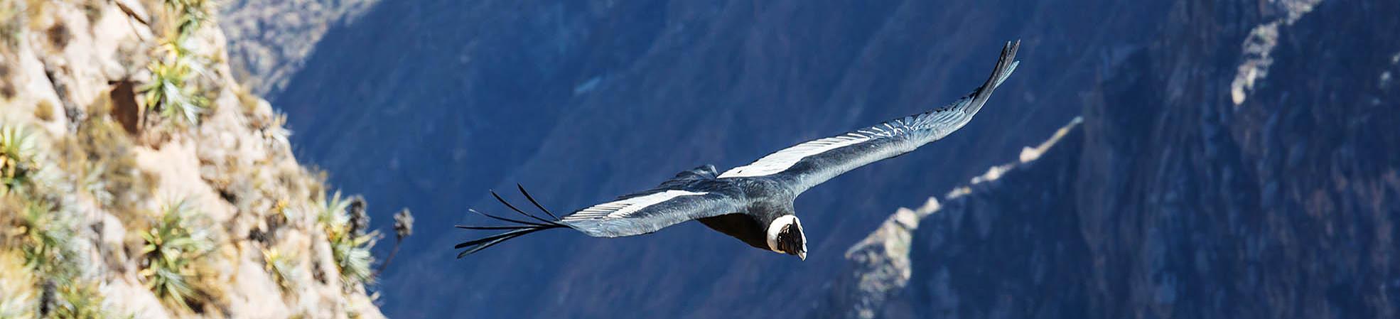 Andean Condor in Colca Canyon
