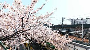 Cherry Blossoms in Seoul