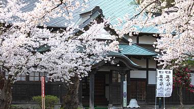 Cherry Blossom