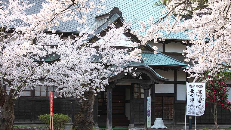 Cherry Blossom