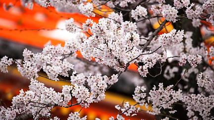 Sakura en Japón