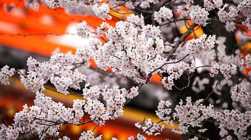 Sakura en Japón