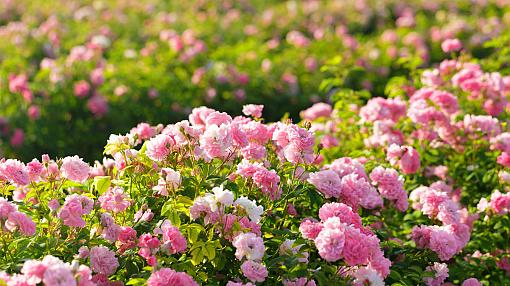 Rose Field