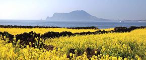 Canola Blossoms in Jeju Island, South Korea