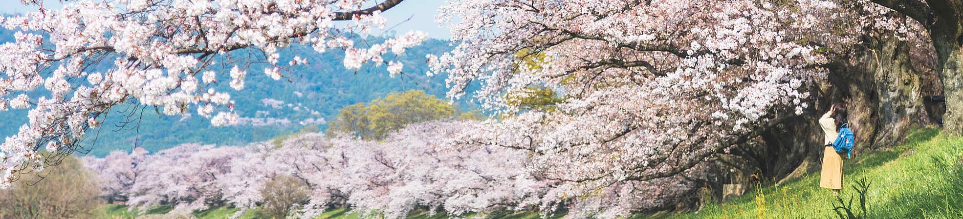 Hokkaido Cherry Blossoms in Spring