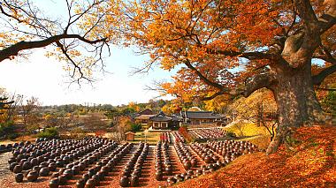 Fall Foliage in South Korea