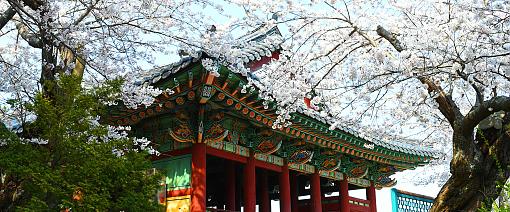 Cherry Blossoms in March in South Korea