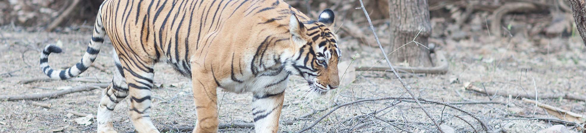 Tiger in Periyar, South India