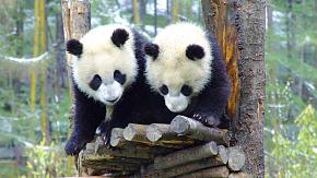 Pandas live in Chengdu Breeding Center