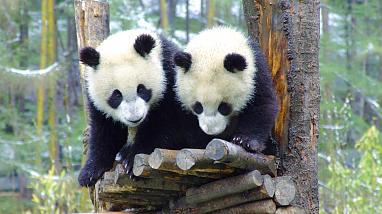 Pandas live in Chengdu Breeding Center