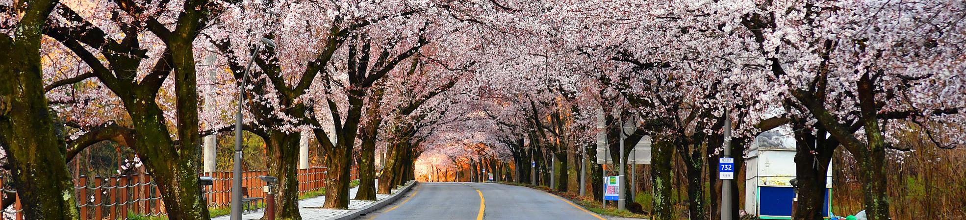 South Korea Cherry Blossoms in April