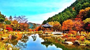 South Korea Foliage in November