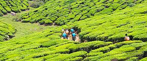 Munnar Tea Plantations