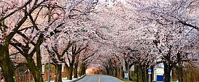 South Korea Cherry Blossoms in April