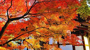 Autumn Leaves in Hokkaido